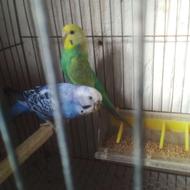 یک جفت مرغ عشق رنگ خاص