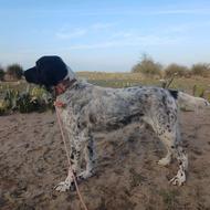 واگذاری توله شکاری سیتر