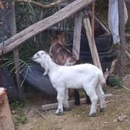 فروش بز پاکستانی جوان پرشیر اصل اصل