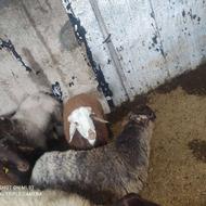 گوسفند نر سالم