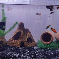 اکواریوم ماهی با تمامی وسایل