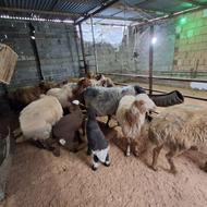 گوسفند نرماده ابستن