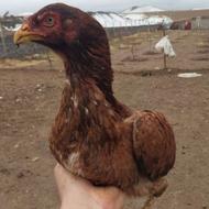 مرغ لاری اخرت نسل