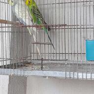 قفس و همه ی وسایل نوو