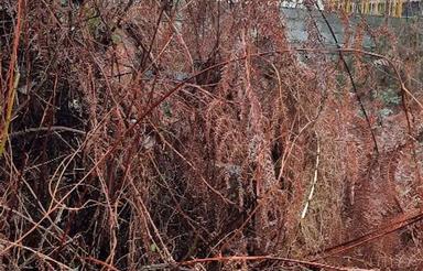 زمین مسکونی 650 متر در تازه آباد - رودسر بر 2 دریا