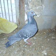 کبوتر مسافتی نسل نشسته