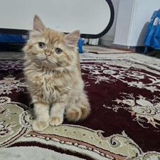 واگذاری گربه شیطون