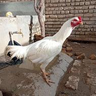 خروس لاری اصیل