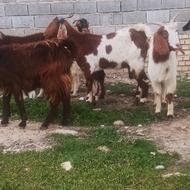 چهارده عدد بز خوب جوان همه شیشک دودندان