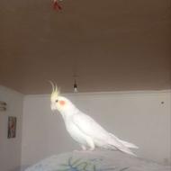 عروس هلندی لو