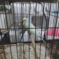 یک جفت مرغ عشق