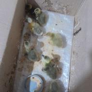 جوجه غاز 4 روزه سالمو سرحال 7 عدد