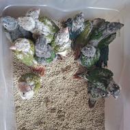 طوطی گرینچیک سرلاکی