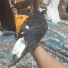 دم سفیدجوجه نر