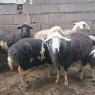 5راس گوسفندوره ماراس