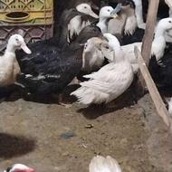 اردک محلی مگ مگی باغی