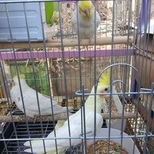 عروس هلندی 5 تا