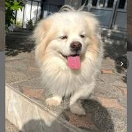 اشپیتز فول واگذاری