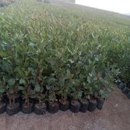 فروش نهال پسته