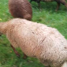 گوسفند با بره نر