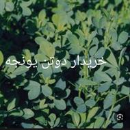 خریدار دوتن یونجه