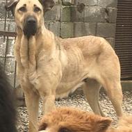 واگذاری ماده سراب عالی