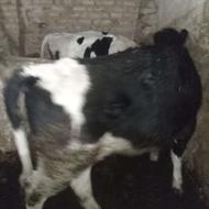 دو عدد گاو ماده یک عدد گاو نر