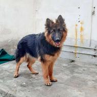 واگذاری ژرمن شپرد اصیل موبلند