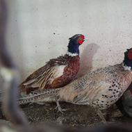 پرنده زینتی