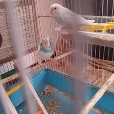 مرغ عشق مولد