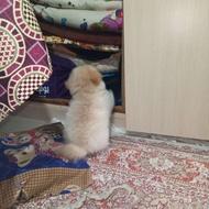 واگذاری سگ پاکوتاه ‌