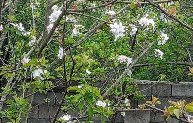 زمین جاش خوبه کنار جاده