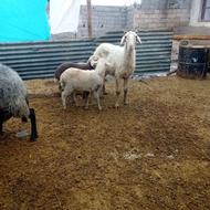 گوسفند دوقلو با بره نرو ماده