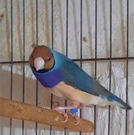 فنچ گلدین نر آبی مولد