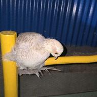 جوجه و بالغ قرر