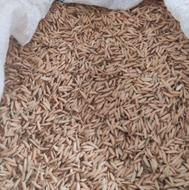 فروش ویژه بذر شالی