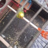 مرغ عشق ماده درجه یک