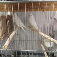 عروس هلندی آلبینو درجه یک