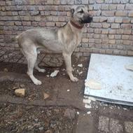 واگذاری توله سگ سرابی 8 ماه نر