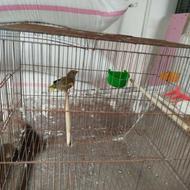 سهره جوجه تازه داره خوندنو شروع می‌کنه معاوزه هم دارم