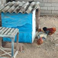 مرغ خروس و قفس