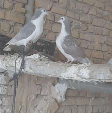 کبوتر امری یک ماده 2 تا نر