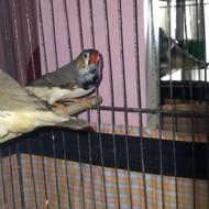 فنچ کینگ نر