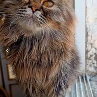 گربه پرشین نر