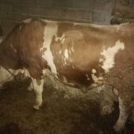 گاو نر چاق بدون شکم