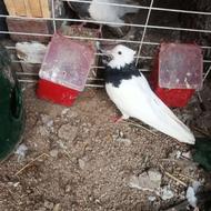 کبوتر طوقی سیاه جوانه ماده