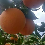 فروش پرتقال تامسون درشت حدودا یک تن . قیمت مناسب