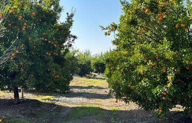 فروش زمین 3هکتار 3نبش فول امکانات سندتکبرگ کیاکلا