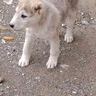 واگذاری سگ خراسان. عالی