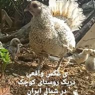 خرید یک عدد خروس سبرایت